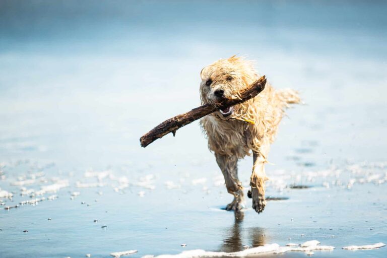 wet-dog-running-large-stick-on-dog-beach