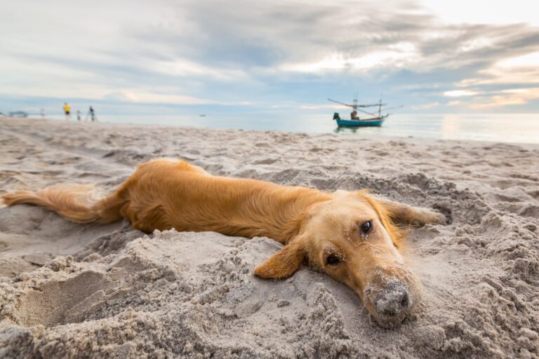 golden-retriever-playing-in-sand-dog-friendly-beach-florida