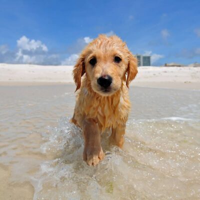 5 Dog-Friendly Beaches on Florida’s Gulf Coast