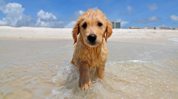 golden-retriever-puppy-dog-beach