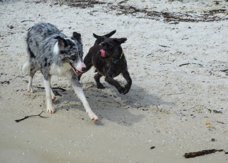 dogs-playing-dog-beaches-florida