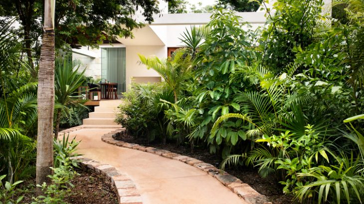 a-path-leading-through-the-jungle-to-a-casita