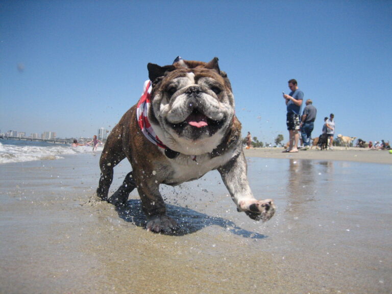 A bulldog on Rosie's Dog Beach