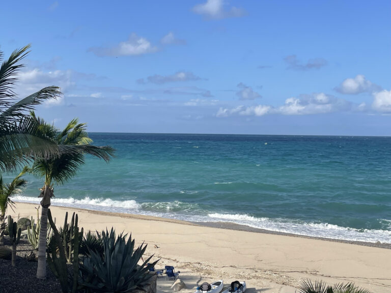 Palm tree on Punta Pescadero beach