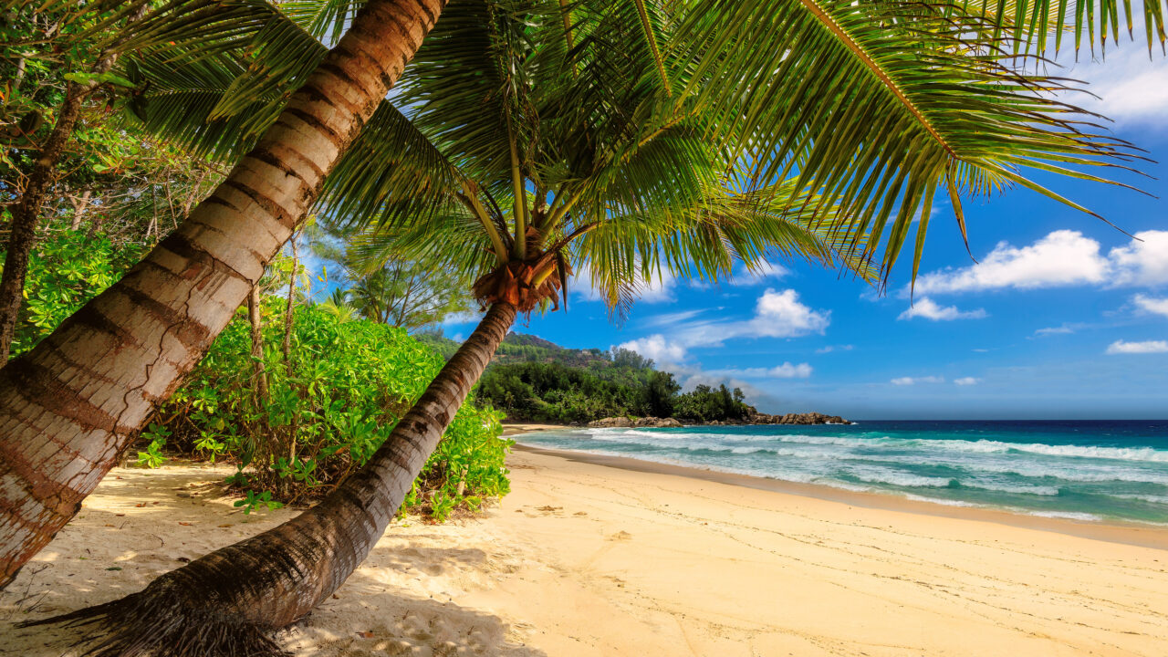 Tropical palms beach in Jamaica on Caribbean sea. Tropical beach and palm tree in Jamaica on Caribbean sea