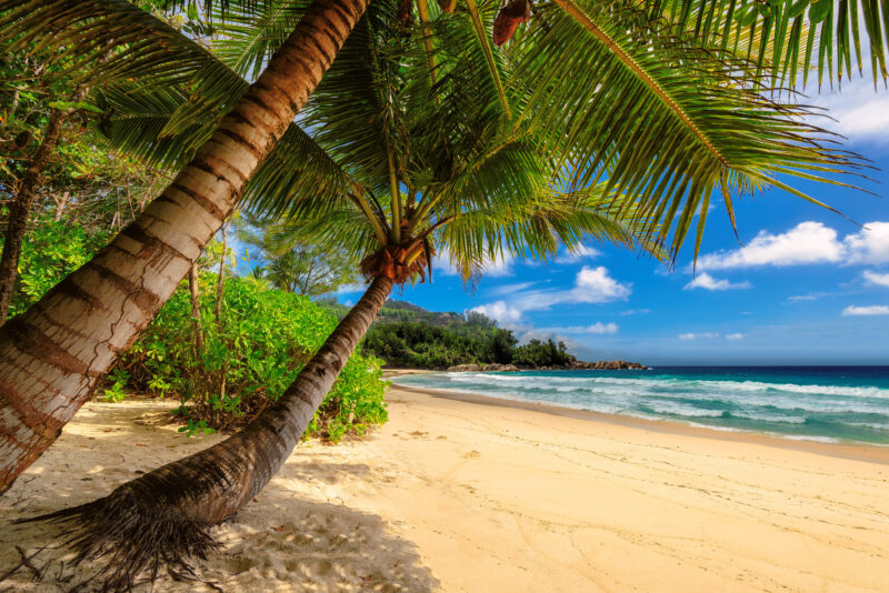 Tropical palms beach in Jamaica on Caribbean sea. Tropical beach and palm tree in Jamaica on Caribbean sea