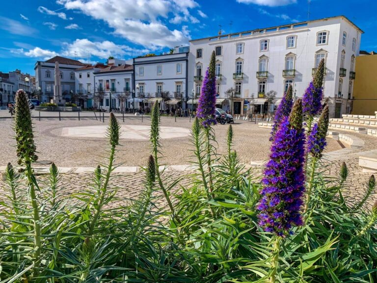 purple flowers with historic building in backdrop in Tavira, Portugal
