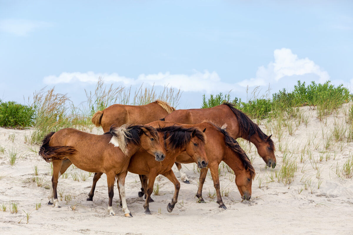 A group of wild ponies, horses, of Assateague Island on the beach in Maryland, USA.