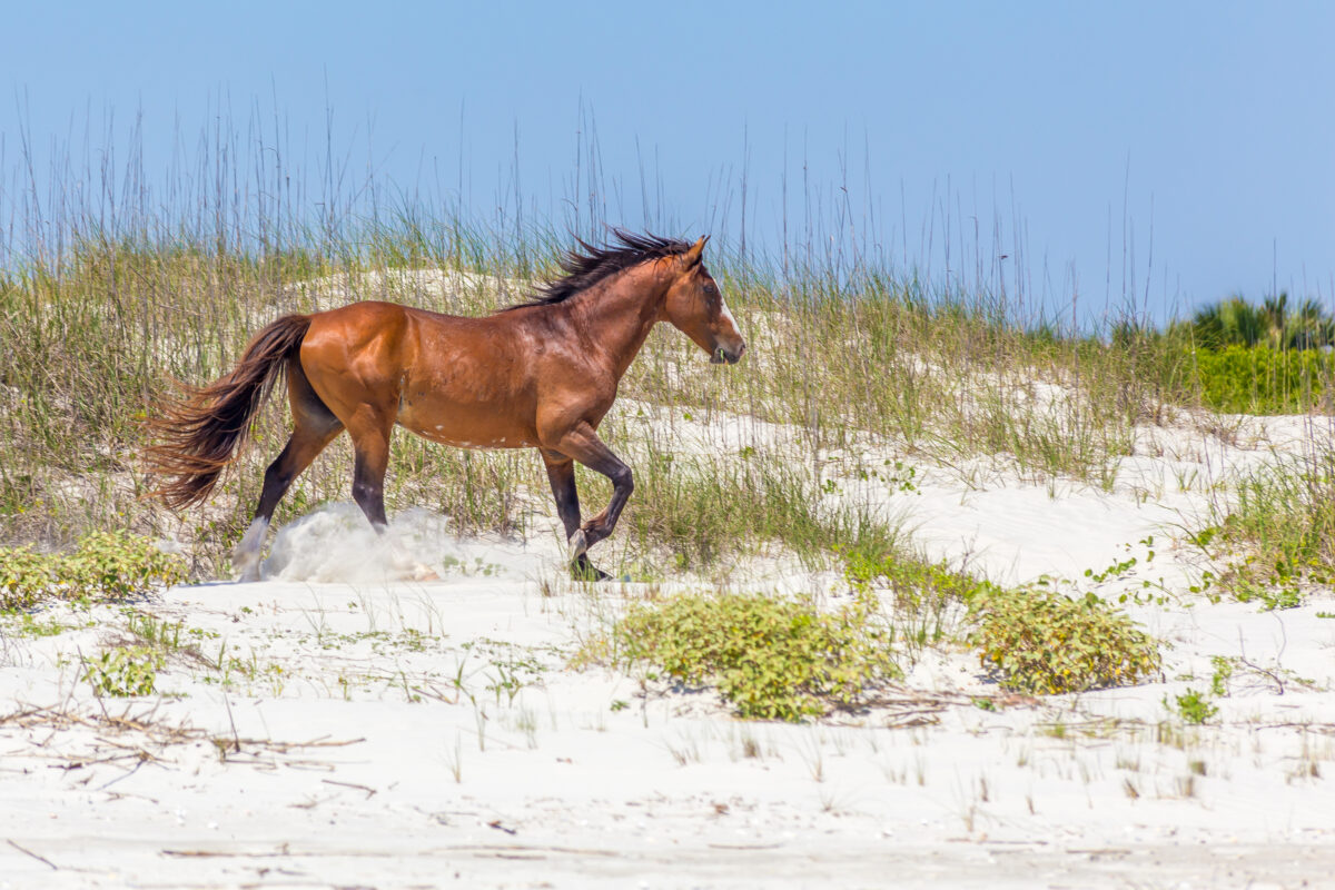 A horse running on the beach of Cumberland Island, Gerogia.