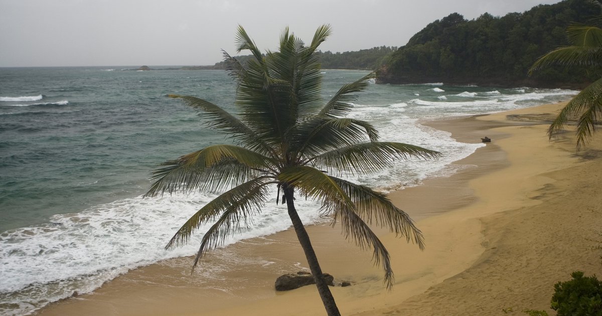 palm trees blowing in the wind at Hampstead Beach, Dominica