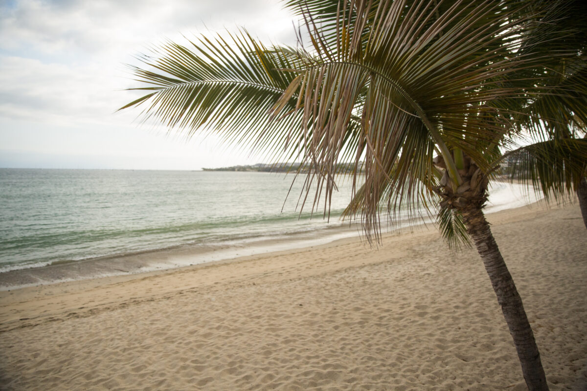 Palm trees in Bucerias, Nayarit, Mexico.