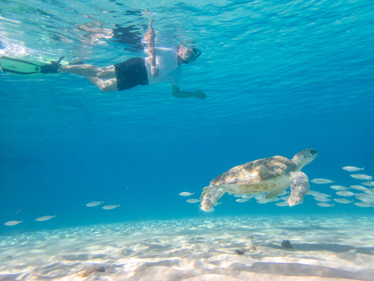Snorkelling with a turtle by a pier. Underwater fish and turtles Views around the Caribbean island of Curacao