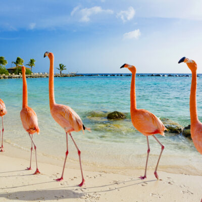 The Best Things to Do in Aruba With Kids