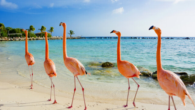 The Best Things to Do in Aruba With Kids