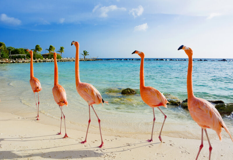 Pink flamingo on the beach, Aruba island. Caribbean tropical background, pink flamingos in Aruba island, Caribbean sea
