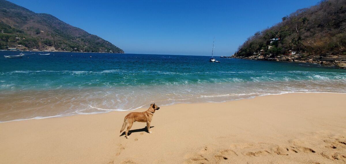dog on yelapa beach