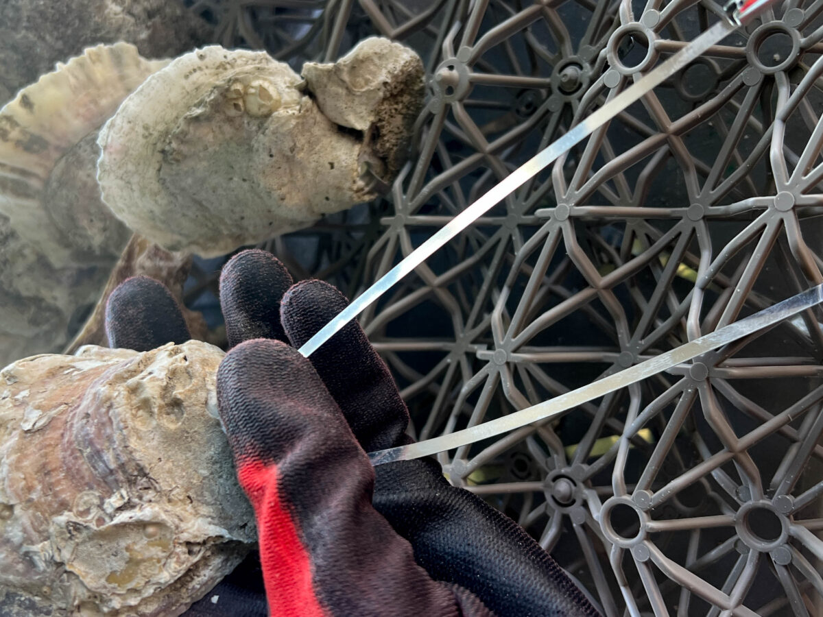 Marine Discovery Center, New Smyrna Beach, Applying Metal Zip Ties