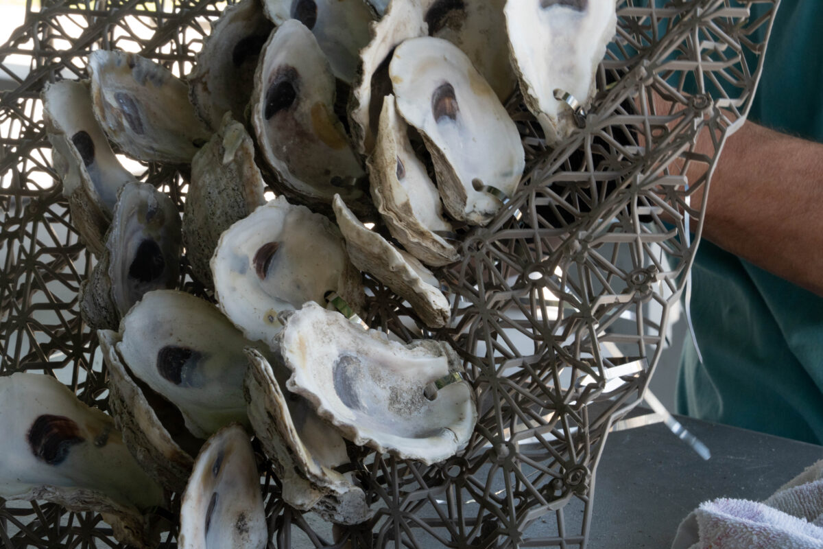 Marine Discovery Center, New Smyrna Beach, Building the BESE Oyster Mats