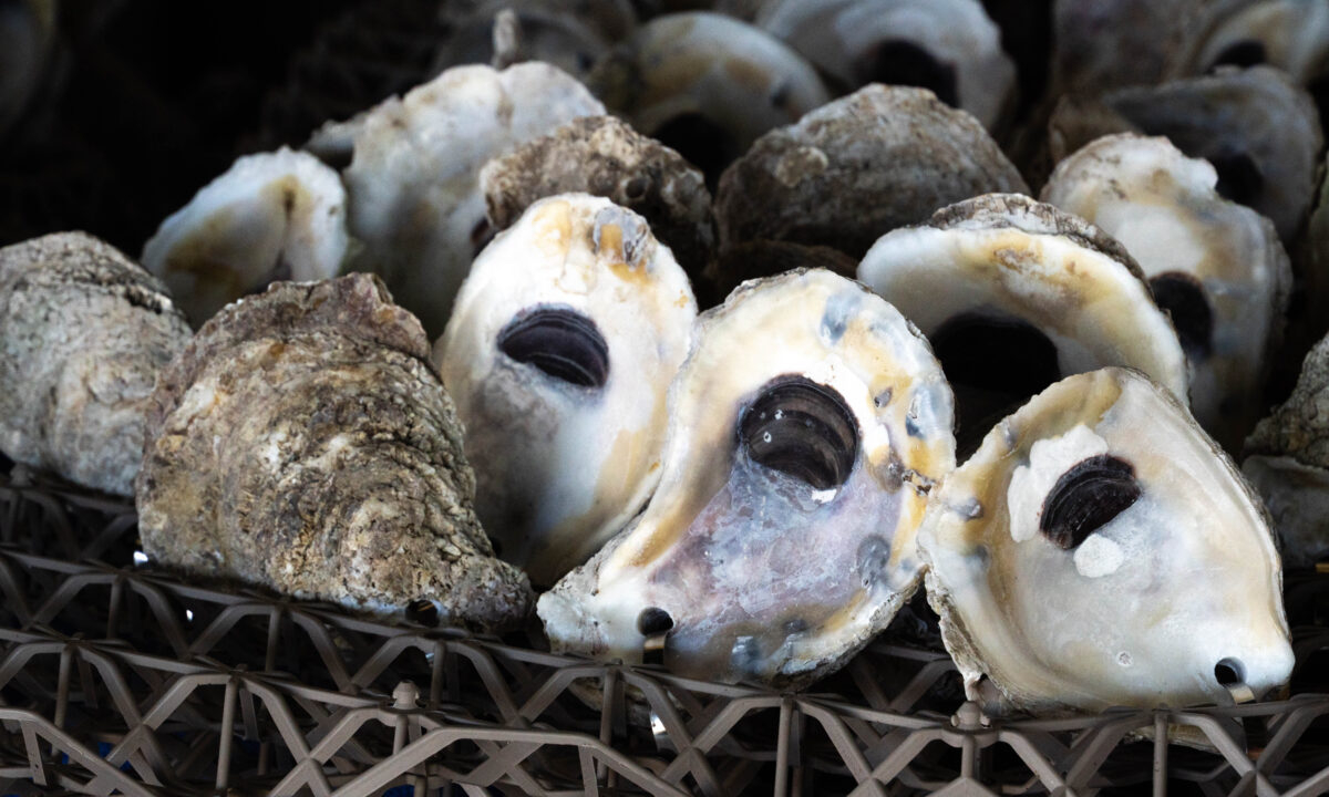 Marine Discovery Center, New Smyrna Beach, Oysters on BESE Oyster Mat