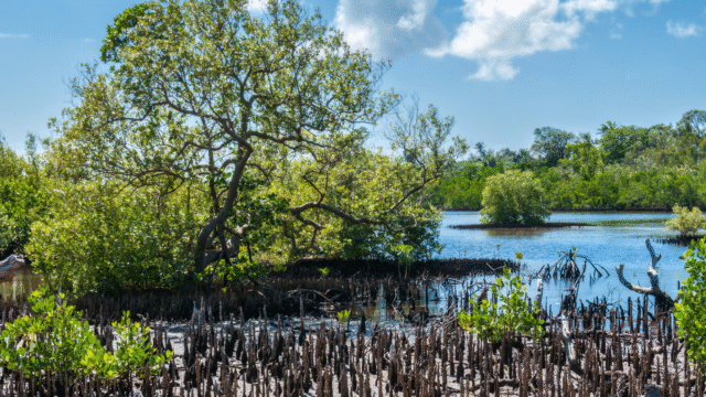 How Voluntourism in New Smyrna Beach Is Reviving the Indian River Lagoon