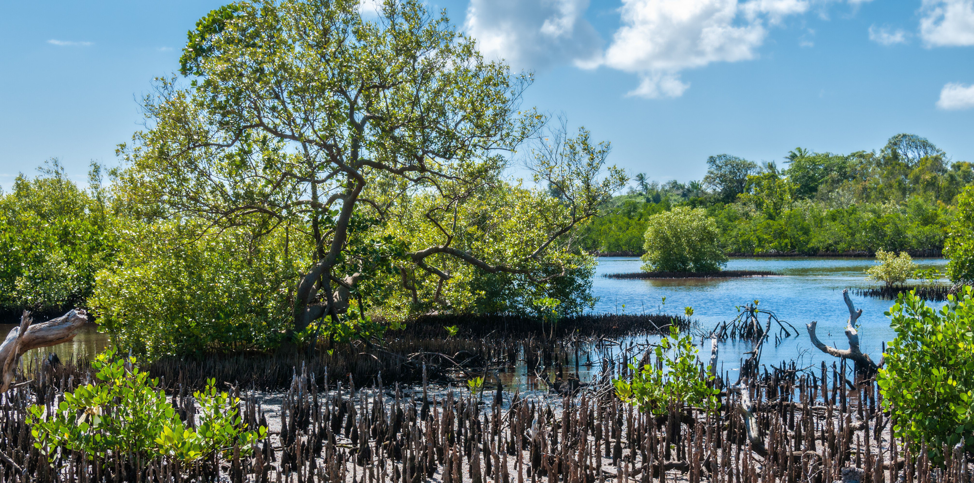 How Voluntourism in New Smyrna Beach Is Reviving the Indian River Lagoon