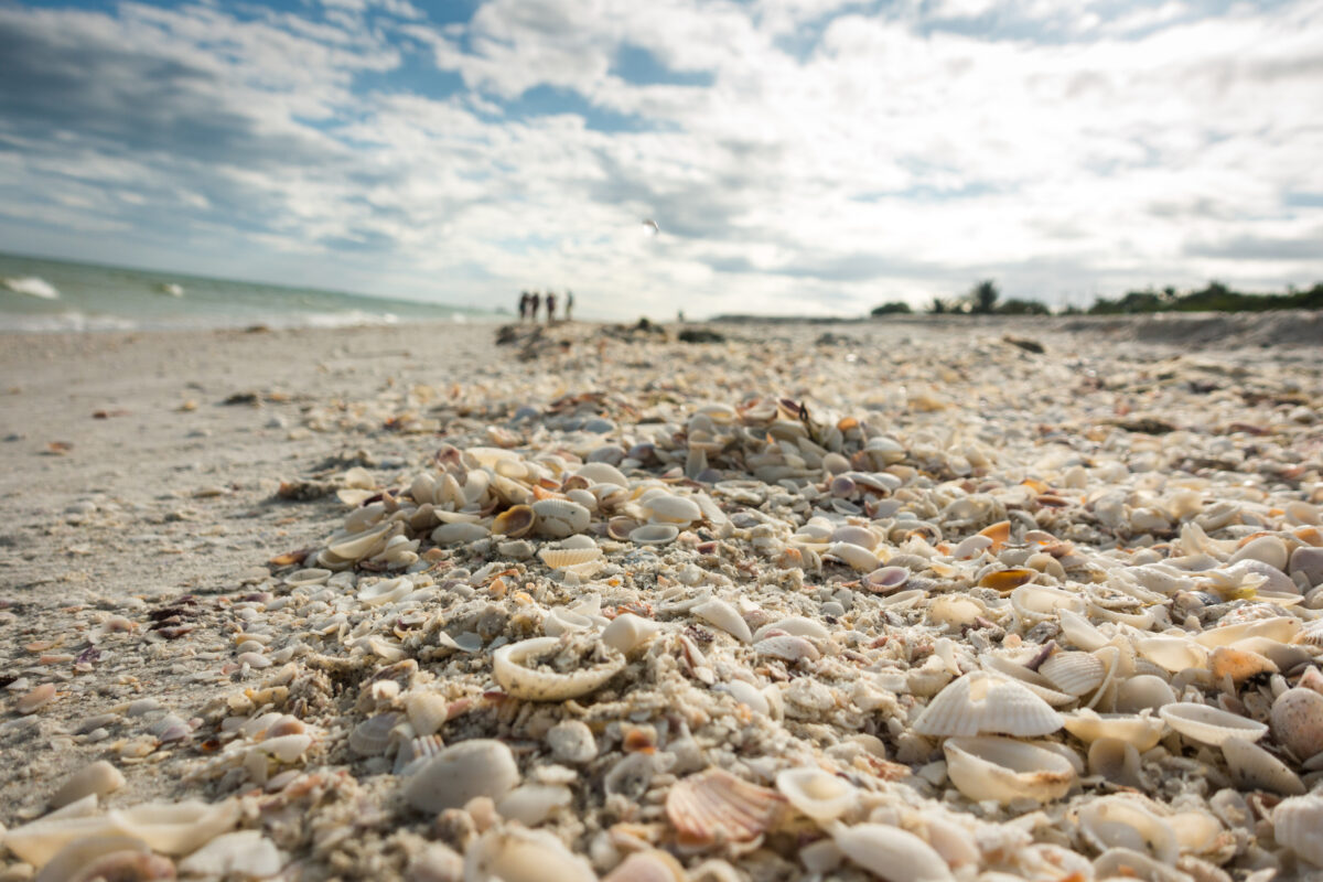 Closeup of shell beach with thousands of shells for collecting at Sanibel Island, Florida