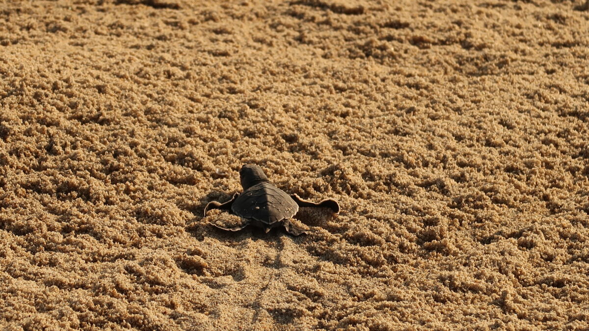Baby turtle on the beach of Playa Bacocho walking to the ocean, Puerto Escondido.