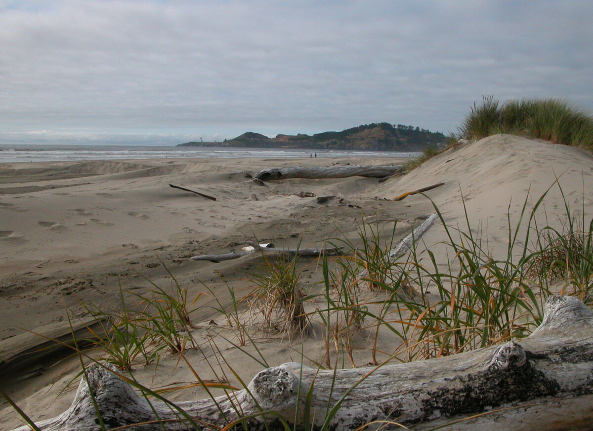 Oregons Agate Beach is covered with rolling sand dunes and drift wood.