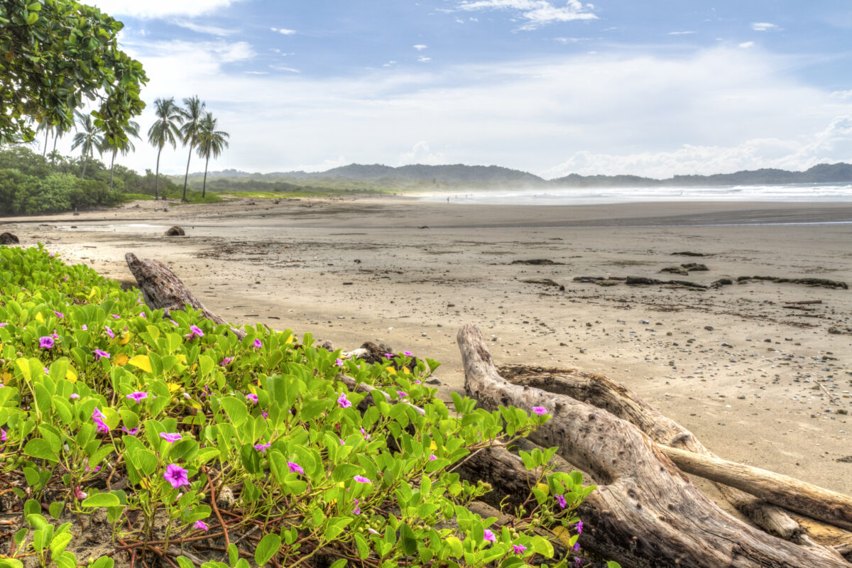 Driftwood and flowery vegetation on a misty morning at Playa Guiones in Nosara, Costa Rica.