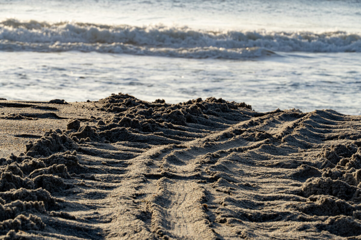 Close up of turtle tracks on beach in Melbourne Beach.