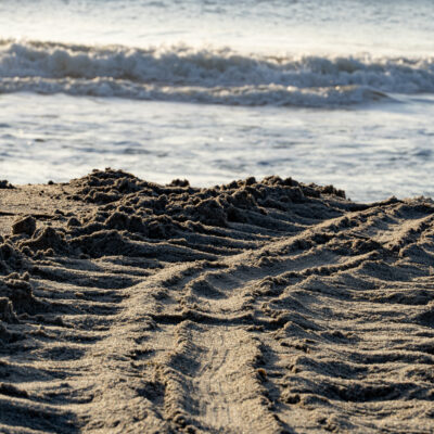 See Sea Turtles Nest Under the Stars on Florida’s Melbourne Beach 