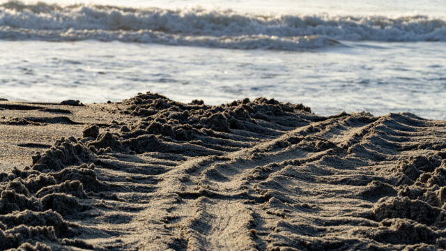 See Sea Turtles Nest Under the Stars on Florida’s Melbourne Beach 
