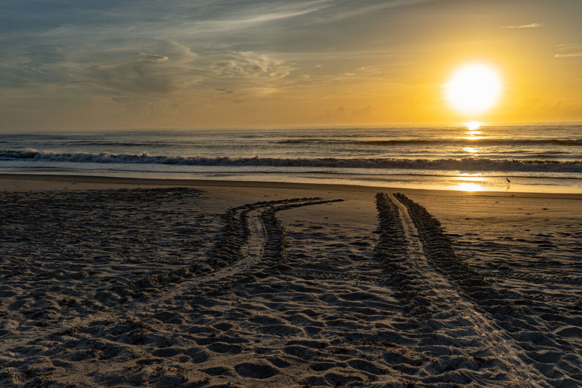 Double set of turtle tracks in Melbourne Beach