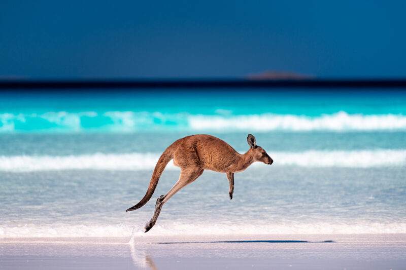 Kangaroo hopping / jumping mid air on sand near the surf on the beach at Lucky Bay, Cape Le Grand National Park, Esperance, Western Australia.