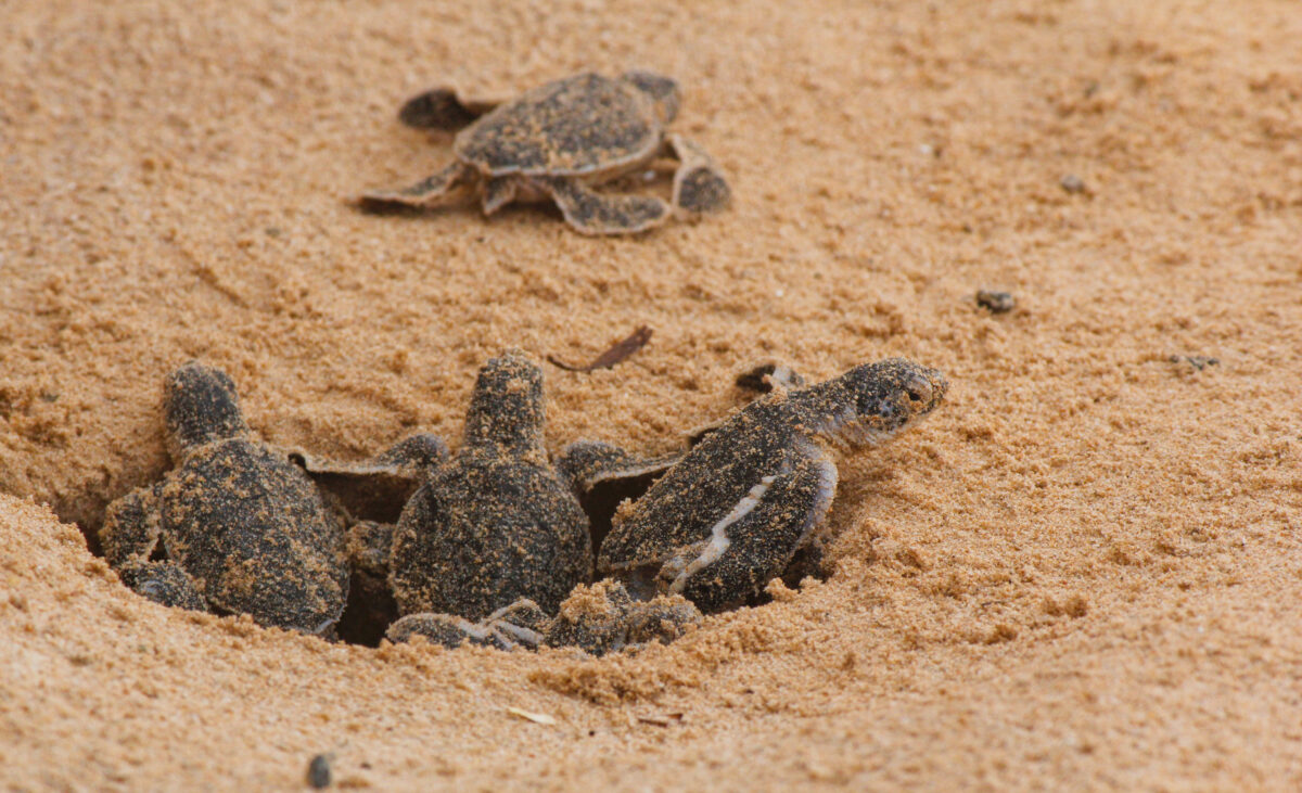 Loggerhead baby sea turtles hatching on beach.
