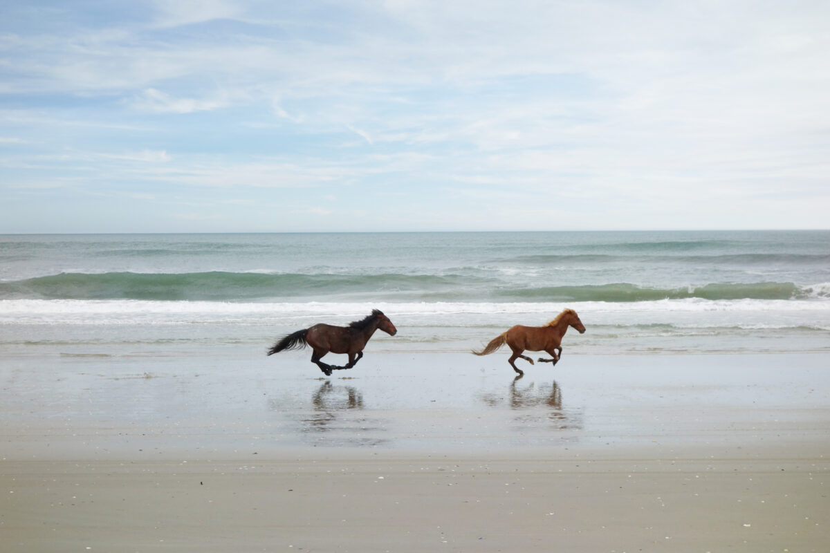 Two wild horses running on the beach in Corolla on North Carolina Outer Banks.