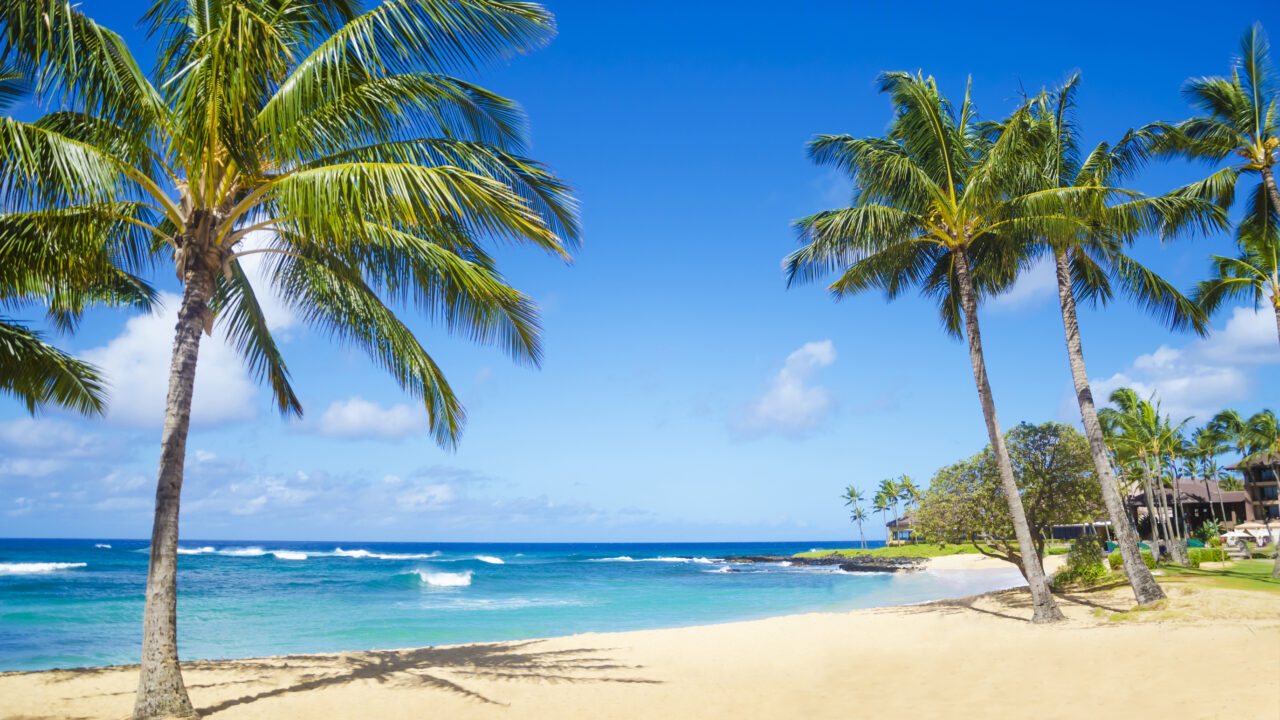 Coconut Palm tree on the sandy Poipu beach in Hawaii, Kauai.