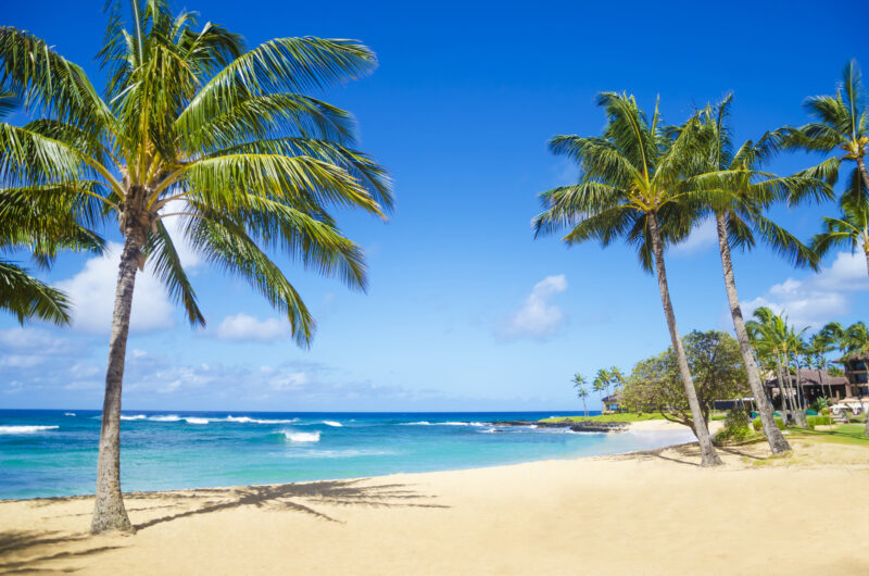 Coconut Palm tree on the sandy Poipu beach in Hawaii, Kauai.