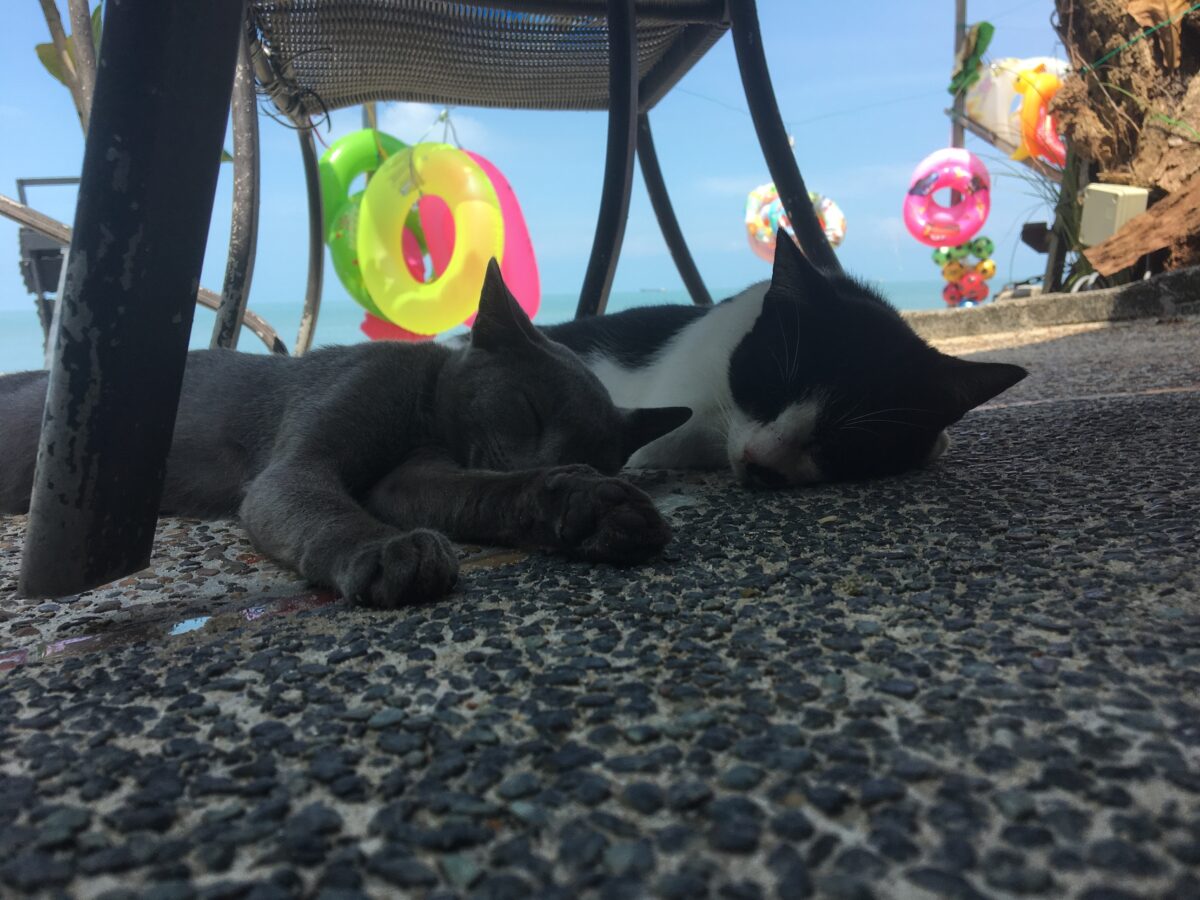 Cat Beach Penang Malaysia.