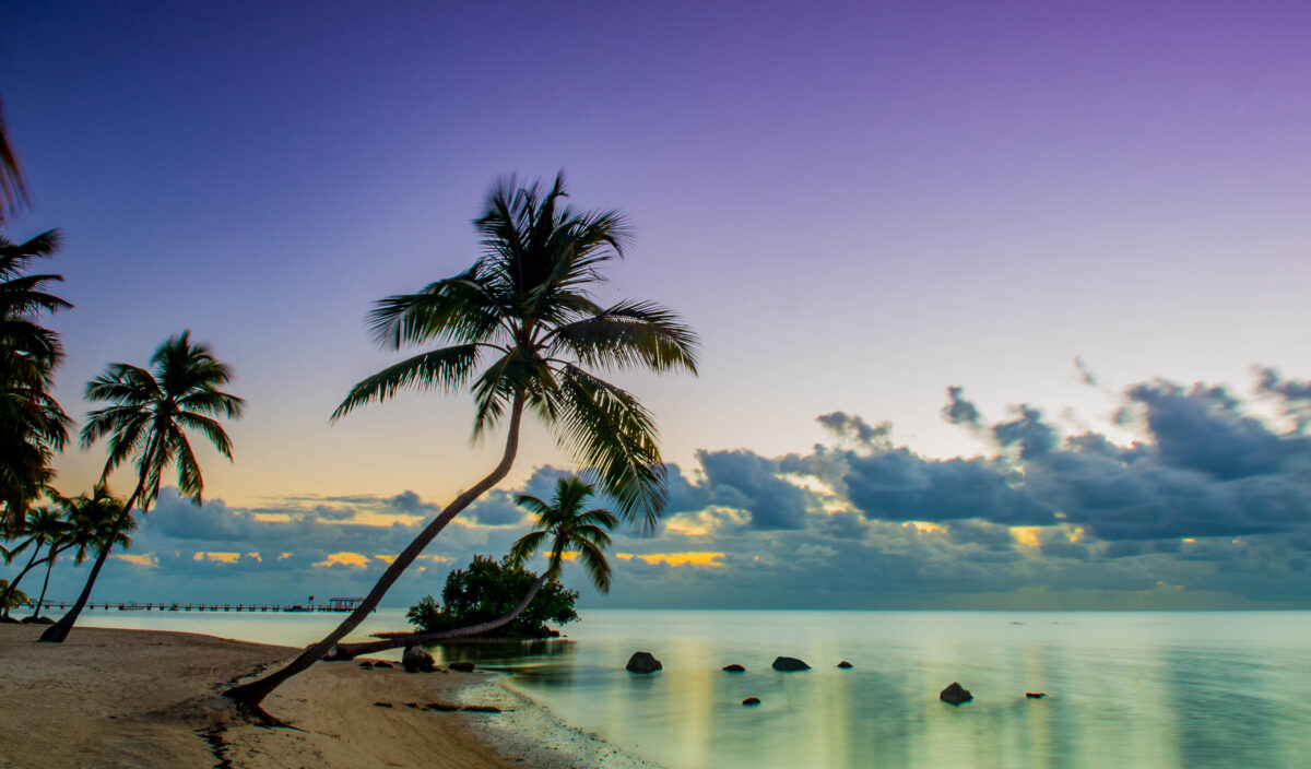  Sunrise over the Atlantic Ocean at sandy beach with swaying palm trees in Islamorada, Florida.