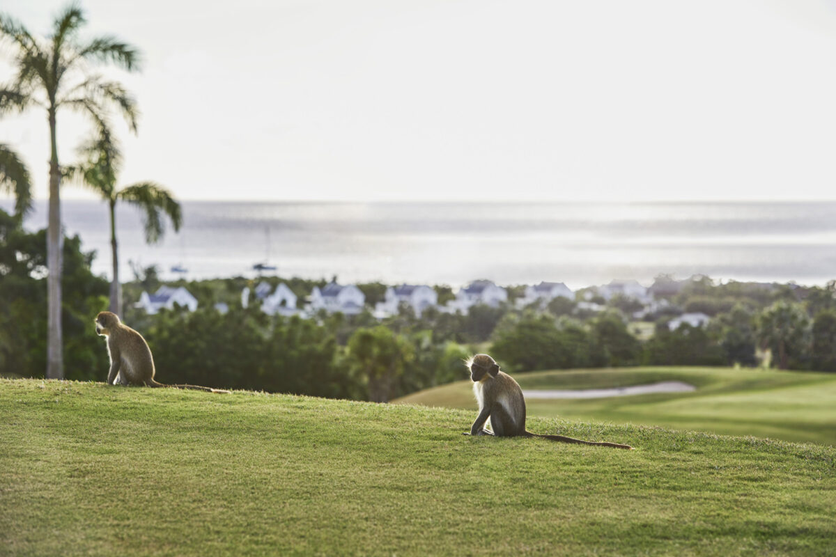 Nevis' Green Vervet Monkeys