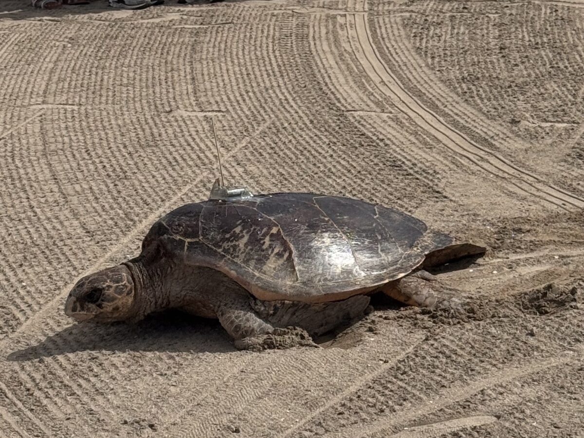 hawksbill turtles released on sand