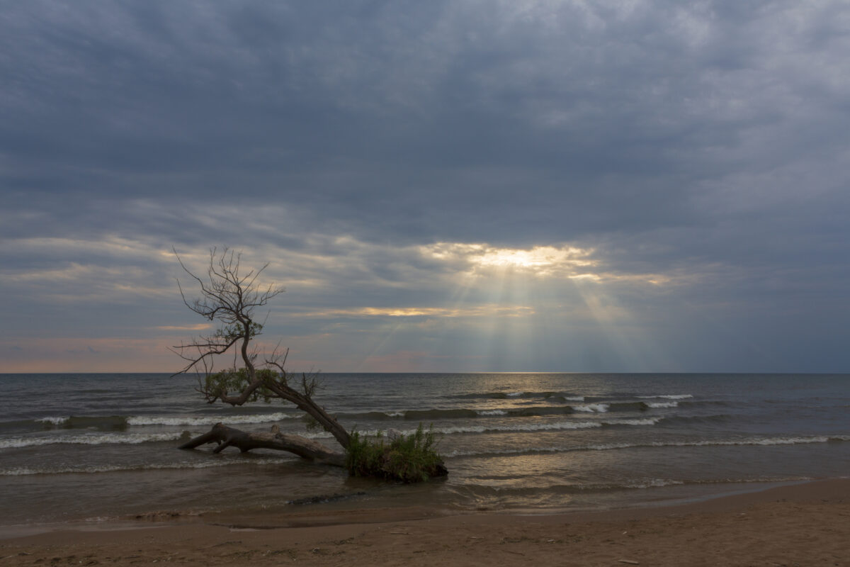 A ray of light breaks through a cloudy sky to illuminate a tree growing on a beach in Southwick Beach State Park, Ellisburg, New York State.