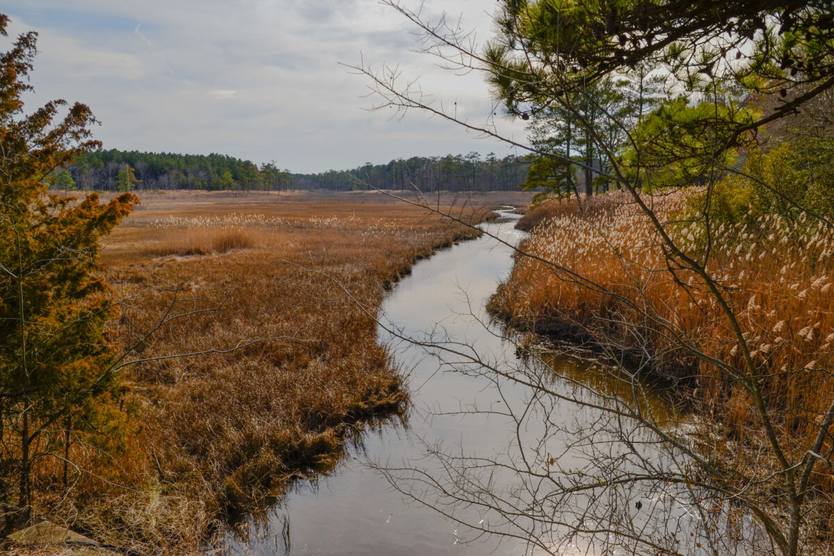 Cape Henlopen State Park.