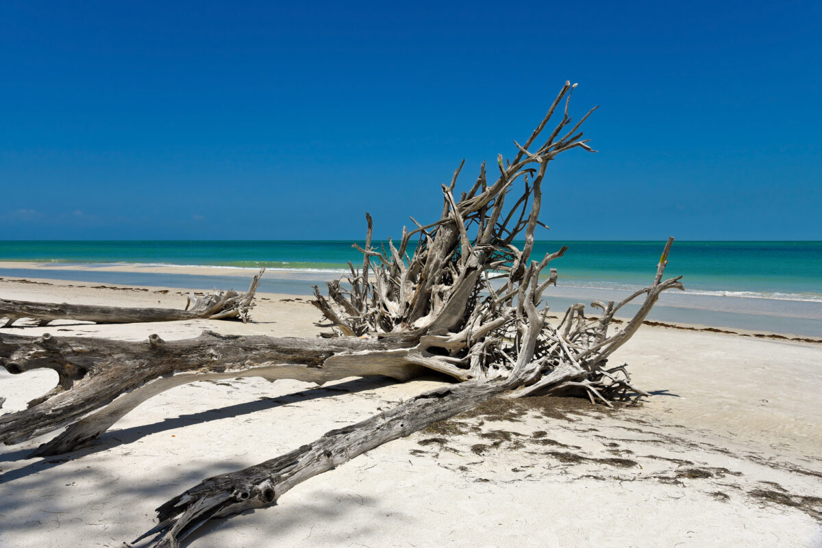 Beautiful Weathered Driftwood on the beach of Beer Can Island Longboat Key Florida.