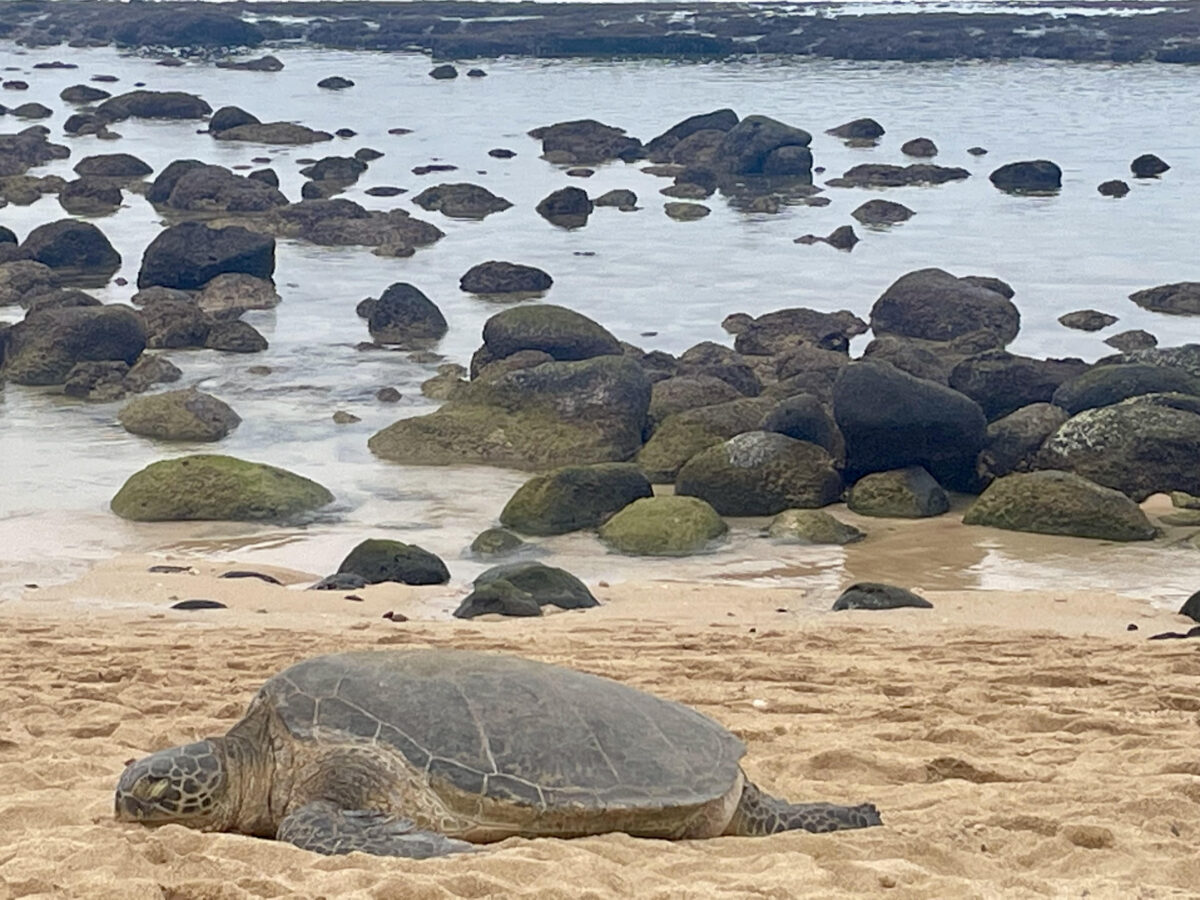 Baby Beach Maui sea turtle.