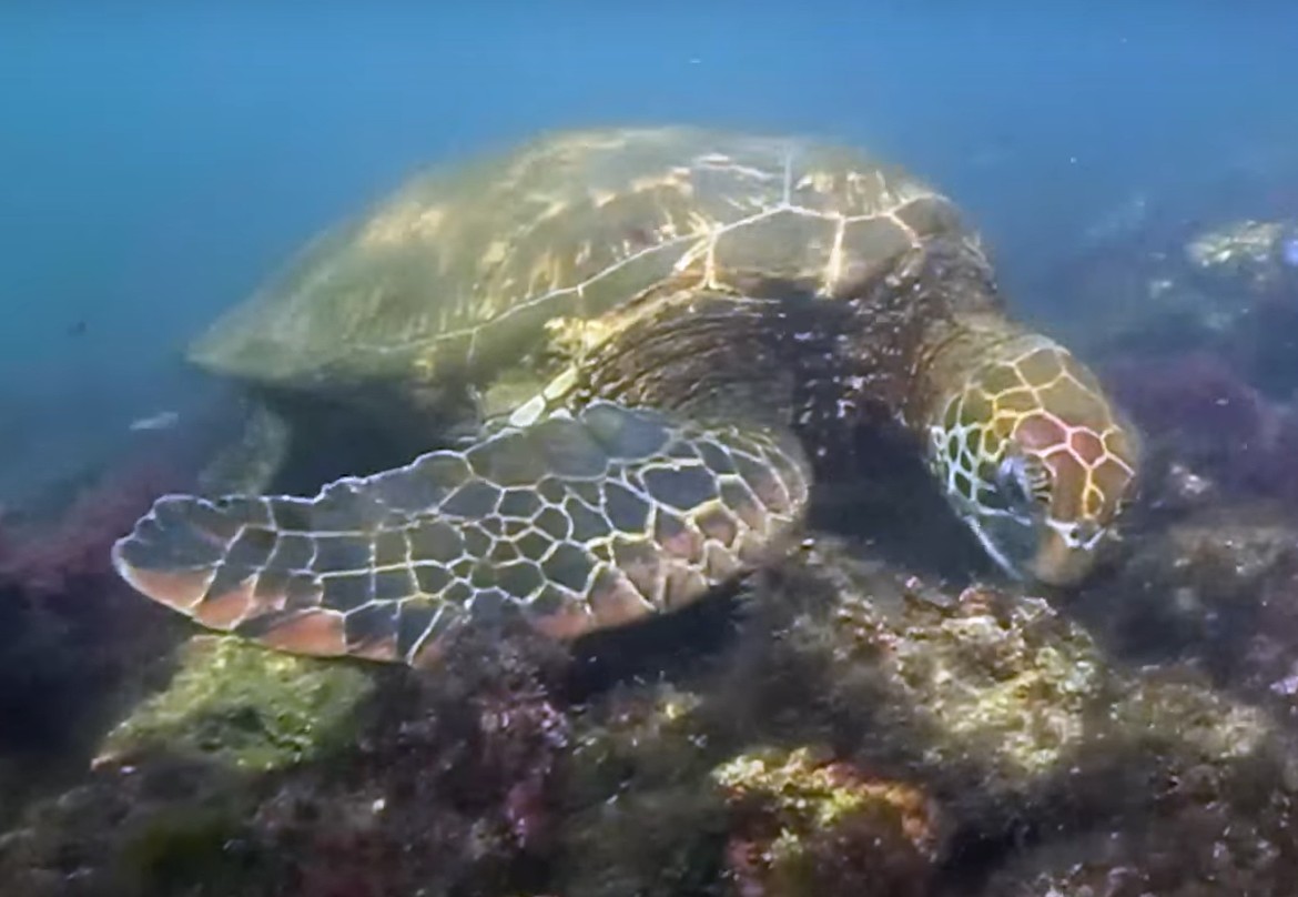 Bachas Beach sea turtle while snorkeling, Galapagos.