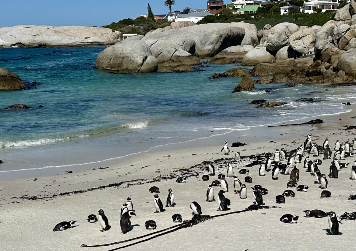 Boulders Beach Penguins near Cape Town.