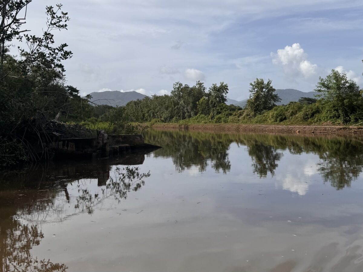 Caroni Swamp.