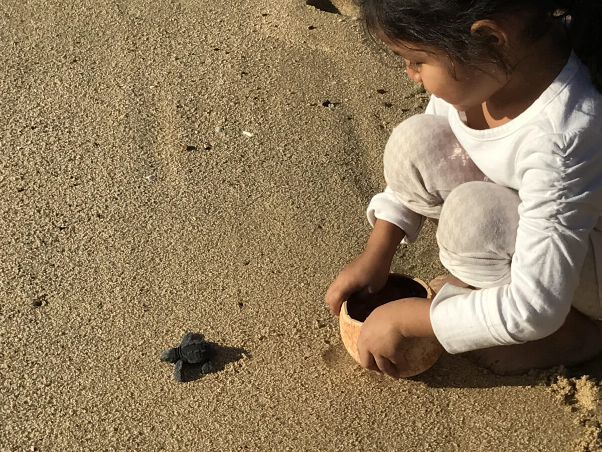 La Pastora Beach Todos Santos baby turtle.